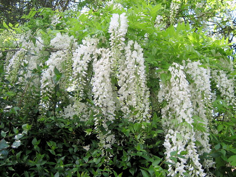 Wisteria brachbotrys cv. Kapitan