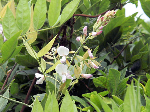 Wisteria brachbotrys cv. Kapitan