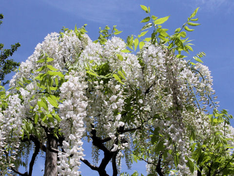 Wisteria brachbotrys cv. Kapitan