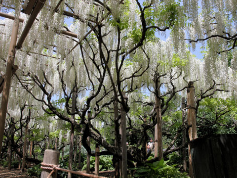 Wisteria brachbotrys cv. Kapitan