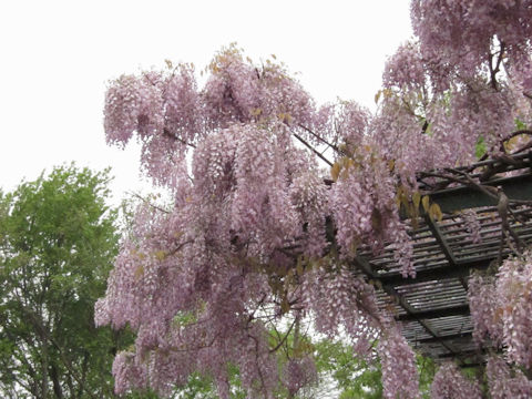 Wisteria brachbotrys cv. Kapitan