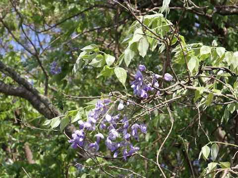 Wisteria brachbotrys