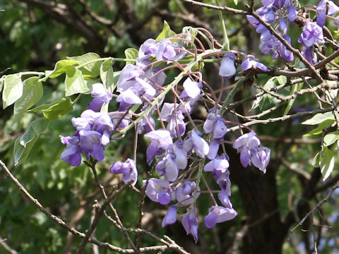 Wisteria brachbotrys