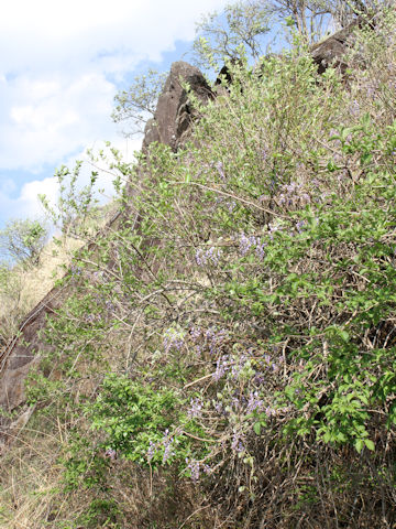 Wisteria brachbotrys