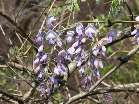 Wisteria brachbotrys