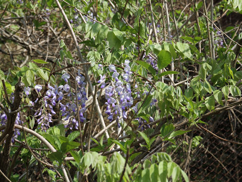 Wisteria brachbotrys