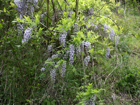 Wisteria brachbotrys