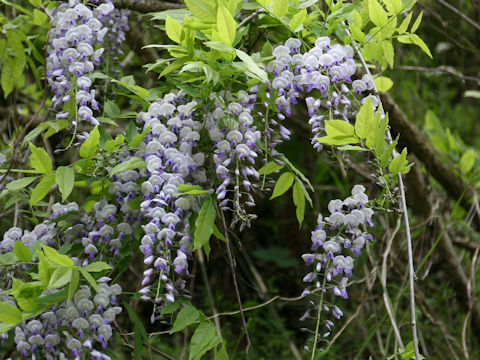 Wisteria brachbotrys