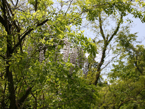 Wisteria brachbotrys