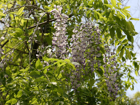 Wisteria brachbotrys