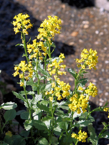 Barbarea orthoceras