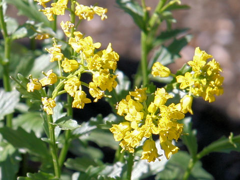 Barbarea orthoceras