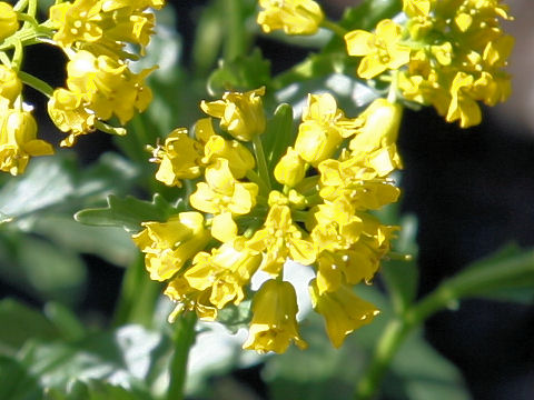 Barbarea orthoceras