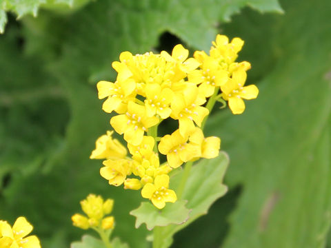 Barbarea orthoceras