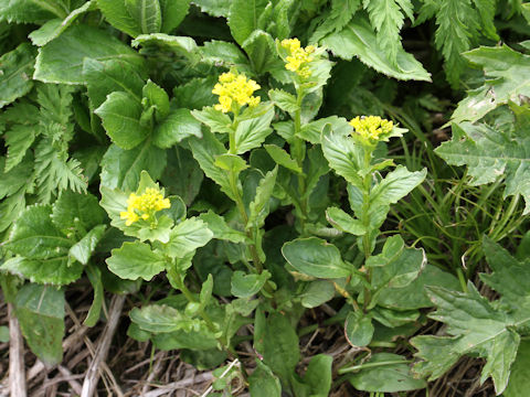 Barbarea orthoceras