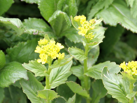 Barbarea orthoceras