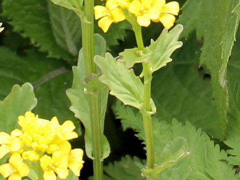 Barbarea orthoceras