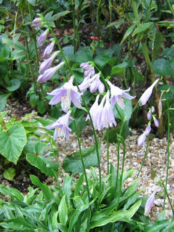 Hosta sieboldii f. spathulata