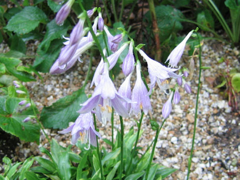 Hosta sieboldii f. spathulata