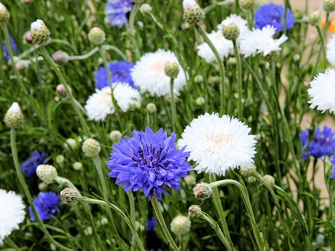 Centaurea cyanus