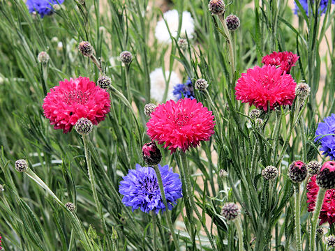 Centaurea cyanus