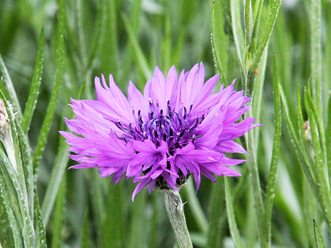 Centaurea cyanus