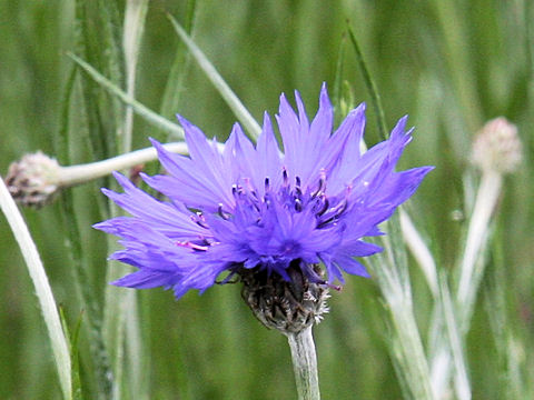 Centaurea cyanus