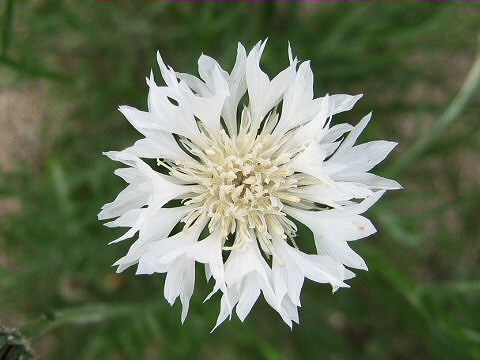 Centaurea cyanus