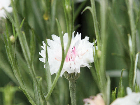 Centaurea cyanus