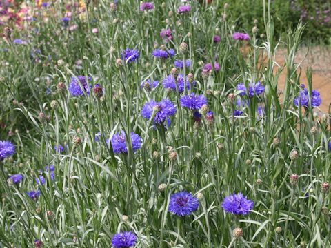 Centaurea cyanus