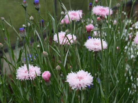 Centaurea cyanus