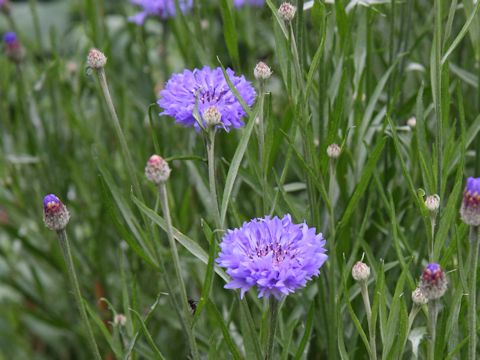 Centaurea cyanus