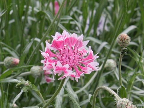 Centaurea cyanus