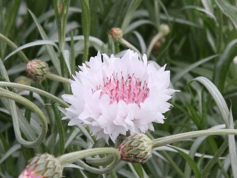 Centaurea cyanus