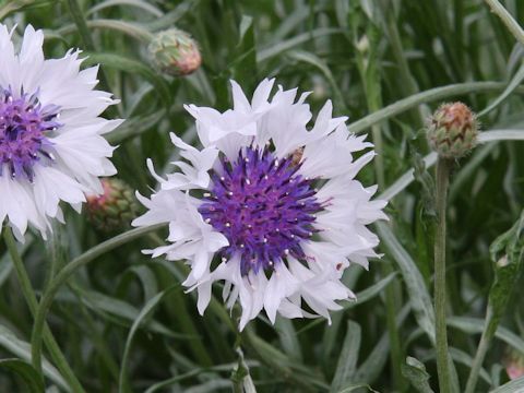 Centaurea cyanus