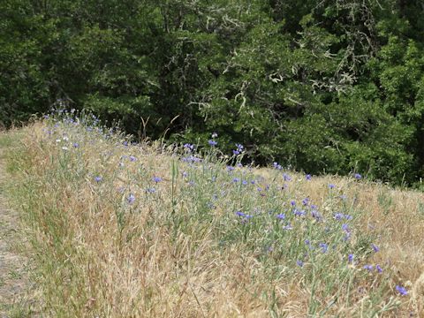 Centaurea cyanus