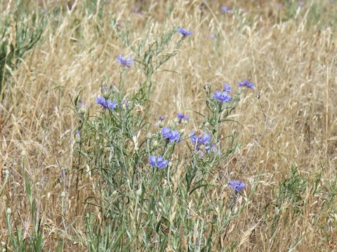 Centaurea cyanus