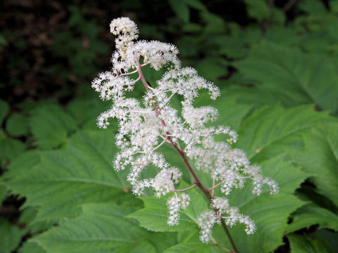 Rodgersia podophylla