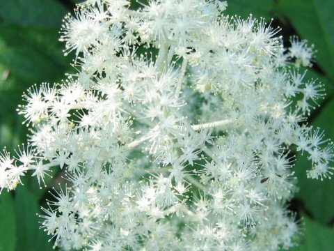 Rodgersia podophylla