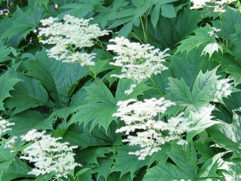 Rodgersia podophylla