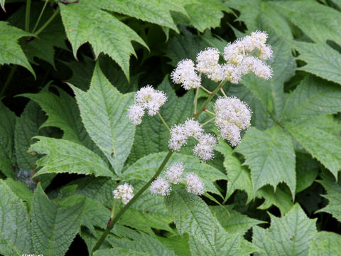 Rodgersia podophylla