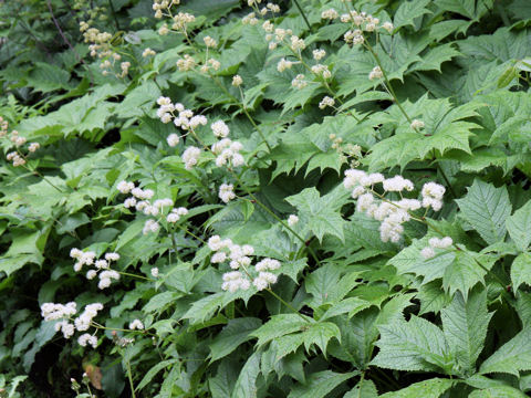 Rodgersia podophylla