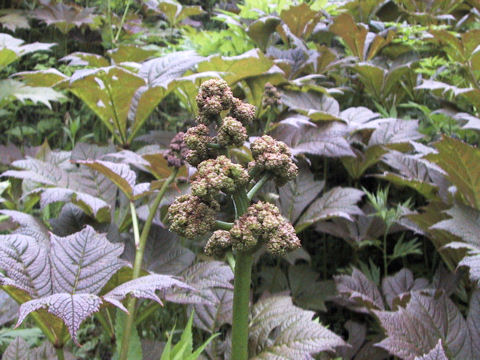 Rodgersia podophylla