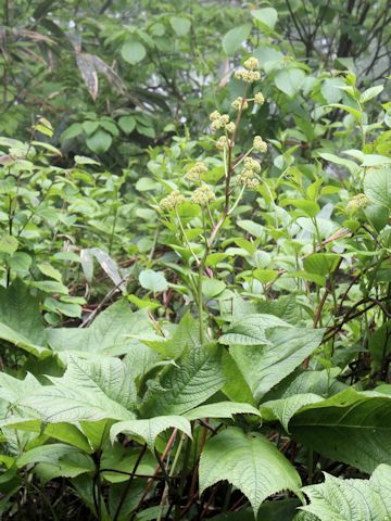 Rodgersia podophylla