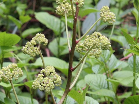 Rodgersia podophylla