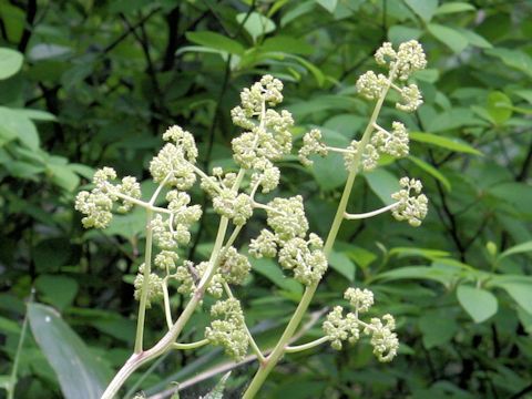 Rodgersia podophylla