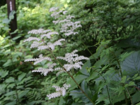 Rodgersia podophylla