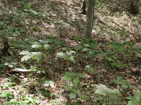 Rodgersia podophylla