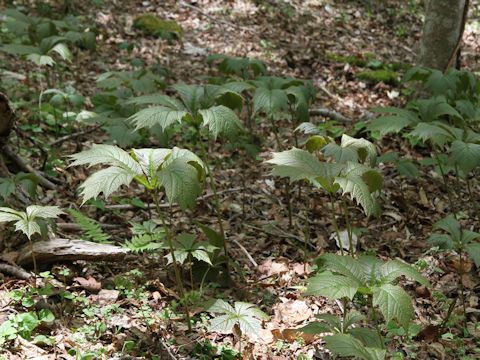 Rodgersia podophylla