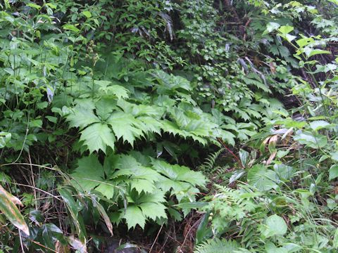 Rodgersia podophylla